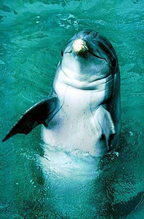 Dolphin stands on its tail at Dolphin Experience on Grand Bahama Island. The Bahamas.