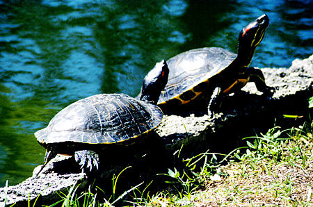 Turtles in Garden of the Groves near Port Lucaya. The Bahamas.