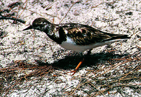 Ruddy turnstone in Lucayan National Park. The Bahamas.