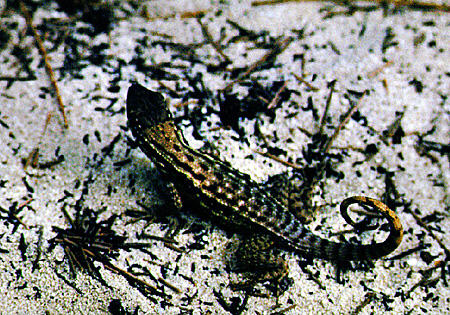 Curly tailed lizard in Lucayan National Park. The Bahamas.