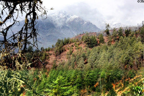 Mountains & forest on climb to Tiger's Nest in Paro. Bhutan.