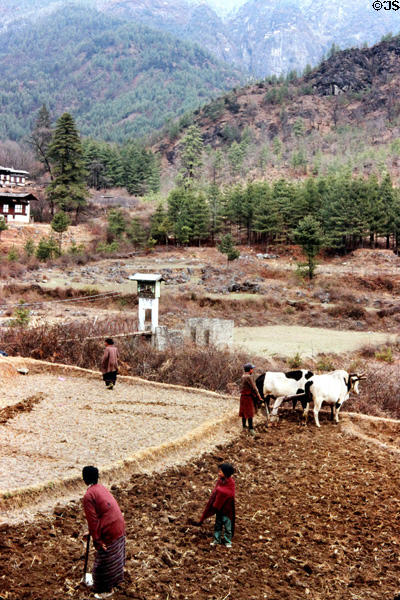 Farmers plowing fields in Paro. Bhutan.