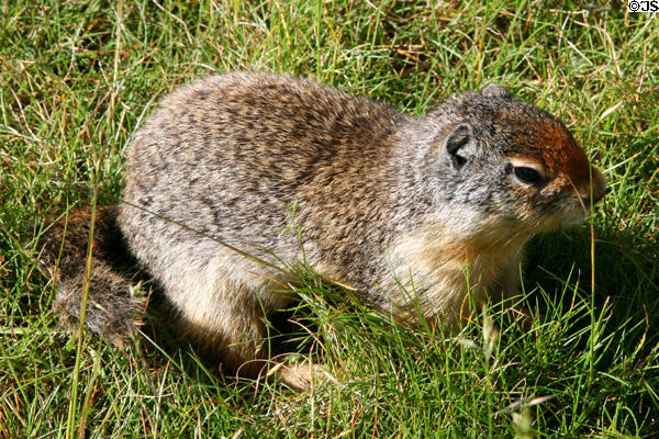 Columbia ground squirrel (<i>Citellus columbianus</i>) at Glacier National Park. BC.