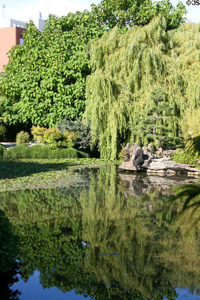Trees reflected in pond of Dr. Sun Yat-Sen Park. Vancouver, BC.