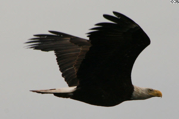 Bald Eagle (<i>Haliaeetus leucocephalus</i>) in flight. Vancouver, BC.