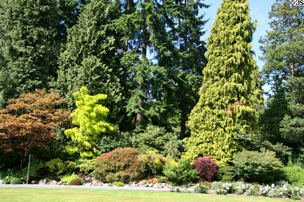 Conifers around Stanley Park Rose Garden. Vancouver, BC.