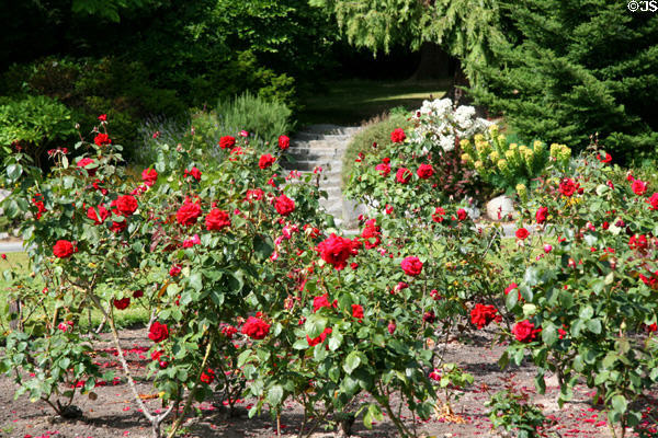 Stanley Park Rose Garden. Vancouver, BC.