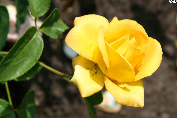 Yellow rose at Stanley Park Rose Garden. Vancouver, BC.