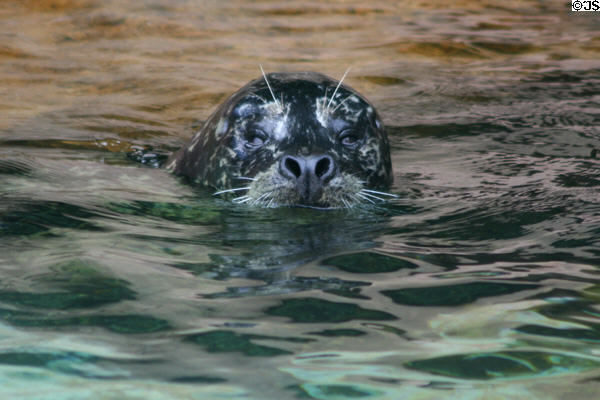 Northern fur seal (<i>Callorhinus ursinus</i>) at Stanley Park Aquarium. Vancouver, BC.