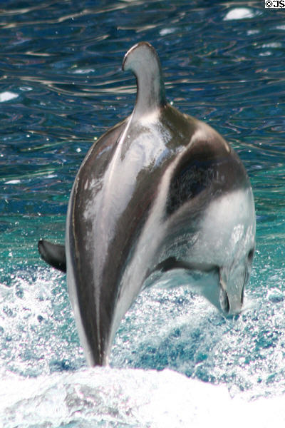 Dolphin leap at Stanley Park Aquarium. Vancouver, BC.
