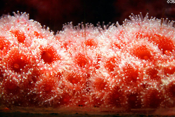 Strawberry anemone (<i>Corynactis californica</i>) at Stanley Park Aquarium. Vancouver, BC.