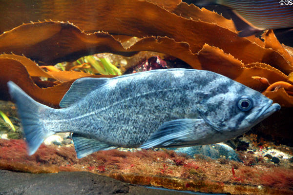 Blue Rockfish (<i>Sebastes Mystinus</i>) at Stanley Park Aquarium. Vancouver, BC.