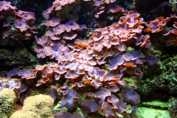 Palm coral at Stanley Park Aquarium. Vancouver, BC.