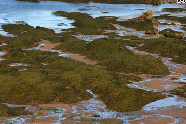 Seaweed on shore of Bay of Fundy. NB.
