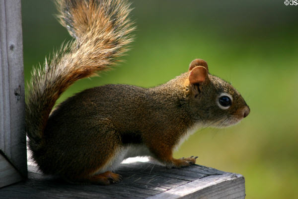Squirrel fluffs tail in Fundy region. NB.