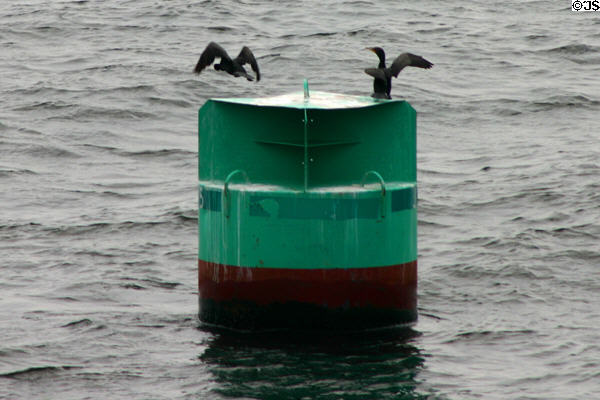 Birds use channel marker in Saint John Harbor. Saint John, NB.