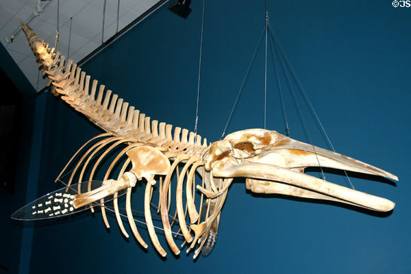 Minke Whale skeleton at New Brunswick Museum. Saint John, NB.