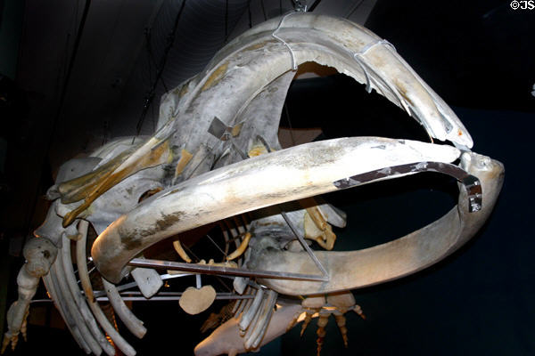 Northern Right Whale skeleton at New Brunswick Museum. Saint John, NB.