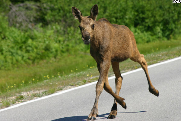 Young moose at Kouchibouguac National Park. NB.