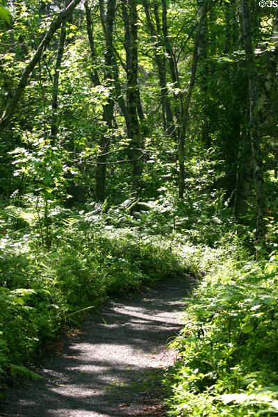 Path through forest at Kouchibouguac National Park. NB.