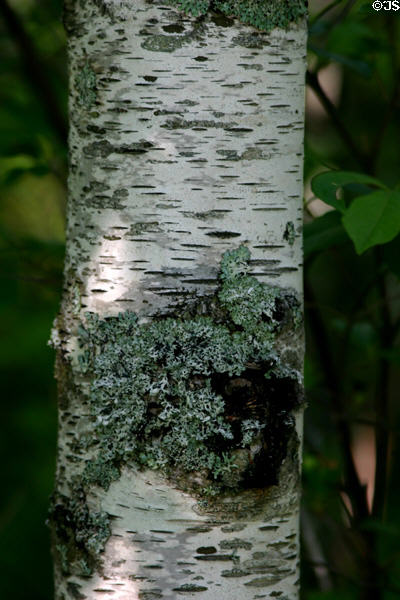 Lichen covered birch bark at Kouchibouguac National Park. NB.