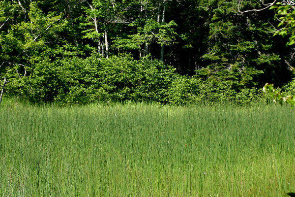 Forest meets shore grasses at Kouchibouguac National Park. NB.