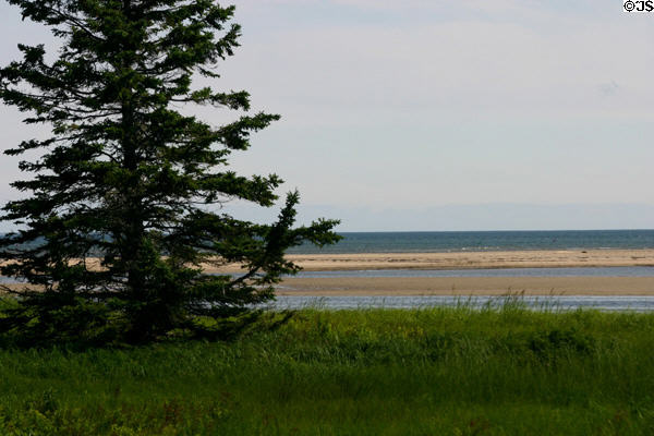 Pines & grasses on shore at Kouchibouguac National Park. NB.