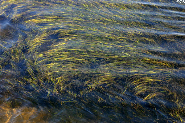 Sea grasses floating in clear waters at Kouchibouguac National Park. NB.