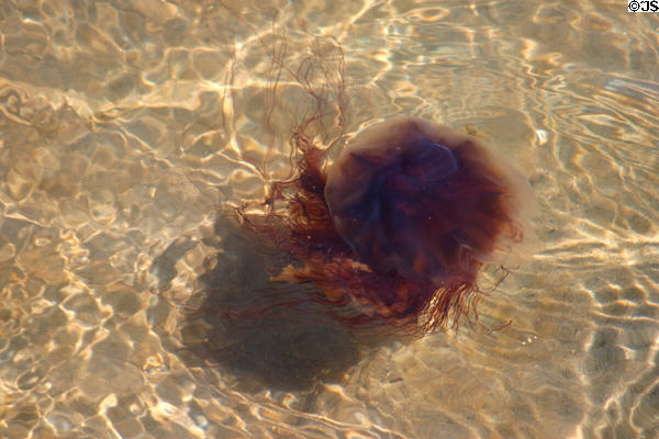 Jellyfish at Kouchibouguac National Park. NB.