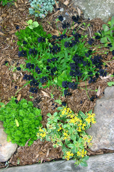 Spring ground cover flowers. Kleinburg, ON.