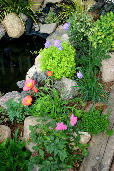 Spring ground cover flowers. Kleinburg, ON.