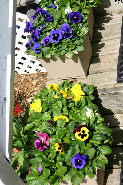 Pansies in Spring. Kleinburg, ON.