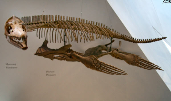 Fossil plesiosaur (<i>Trinacromerum kirki</i>) skeleton cast from Late Cretaceous at Royal Ontario Museum. Toronto, ON.