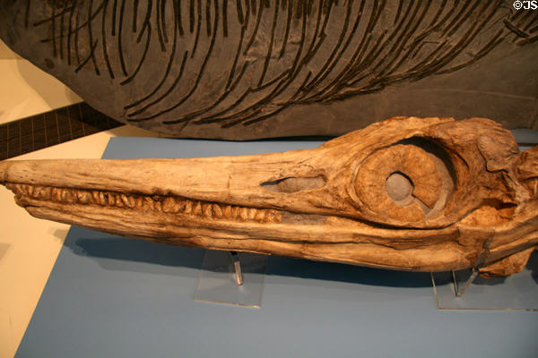 Ichthyoaur skull (<i>Temnodontosaurus platyodon</i>) cast from early Late Cretaceous at Royal Ontario Museum. Toronto, ON.