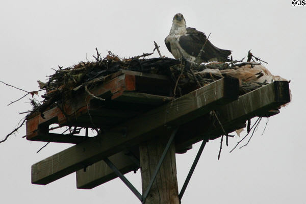 Osprey on nest. PE.