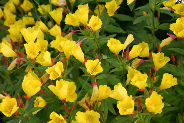 Yellow flowers. PE.