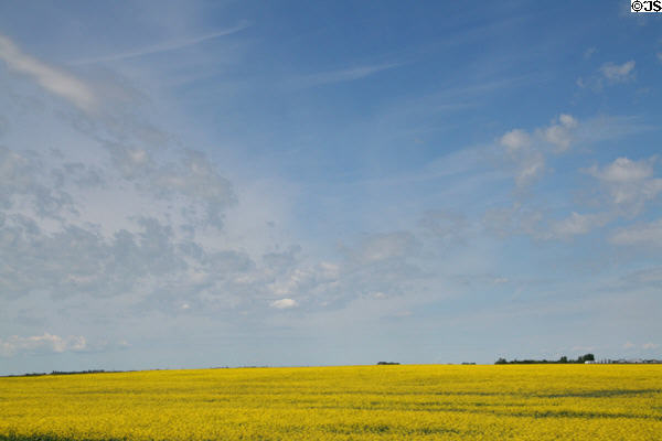 Canola crop on Saskatchewan prairie. SK.