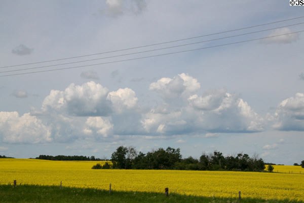 Canola crop on Saskatchewan prairie. SK.