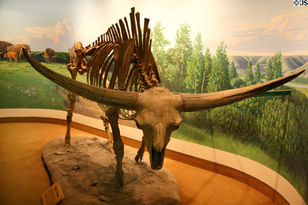 Giant Bison skeleton (<i>Bison latifrons</i>) went extinct about 21,000 years ago at Royal Saskatchewan Museum. Regina, SK.