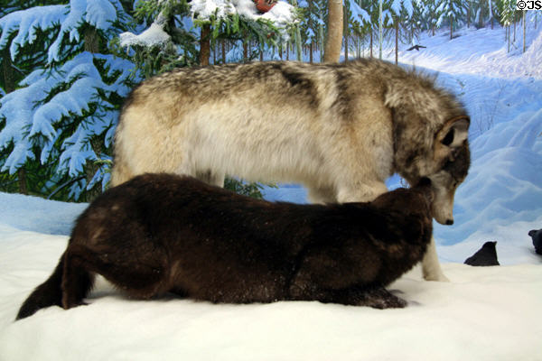Timber wolves diorama at Royal Saskatchewan Museum. Regina, SK.