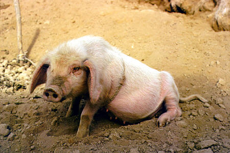 Pig poses in Lanzhou country village. China.