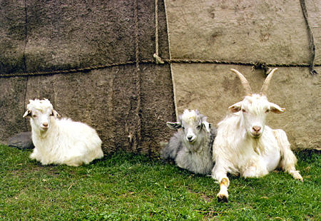 Goats raised by the Uighur people near Urumqi. China.