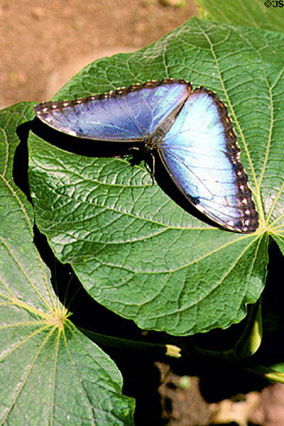 Morpho Butterfly on a leaf in Monteverde butterfly farm. Costa Rica.