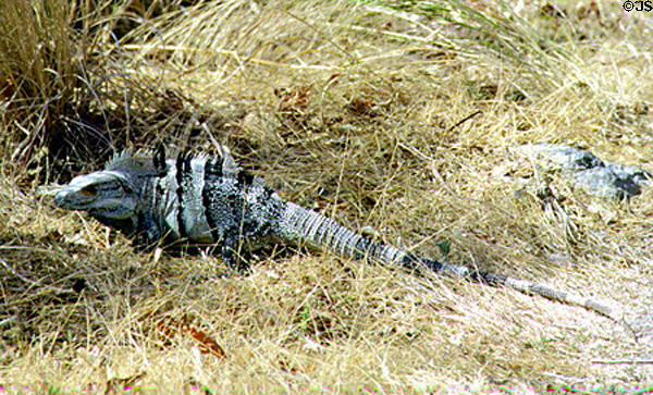 Iguana hiding in the grass at Santa Rosa National Park. Costa Rica.