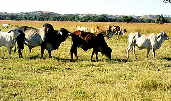 Herd of local variety of cattle near Liberia. Costa Rica.