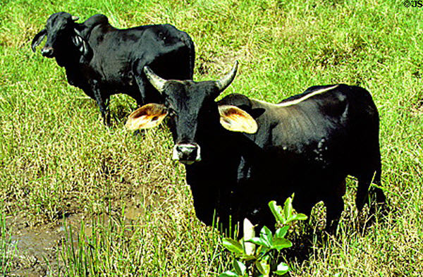 Cattle grazing in Arenal. Costa Rica.