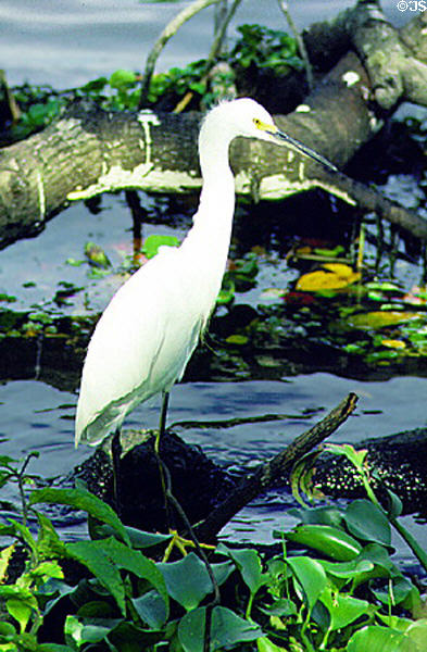 Snowy Egret in Tortuguero. Costa Rica.