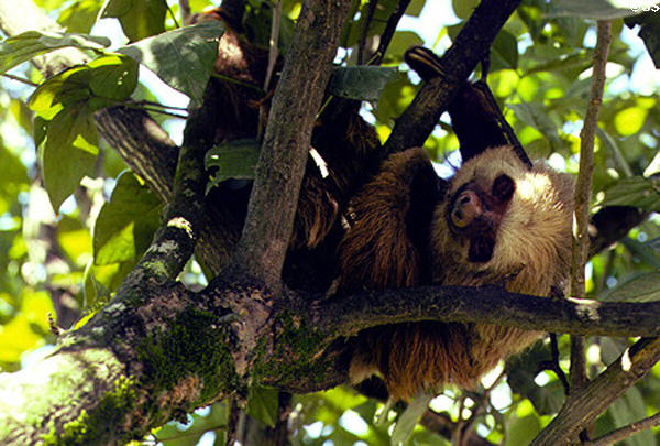 Two-toed sloth hanging from the branches in the eastern farm country of Costa Rica.