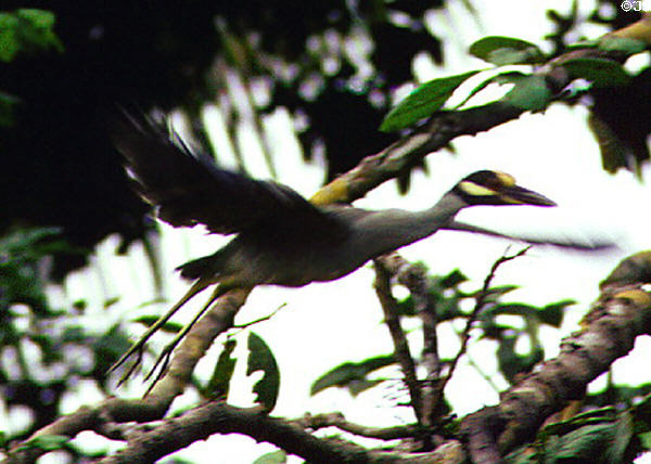 Yellow-crowned Night Heron flying through the trees in Tortuguero. Costa Rica.