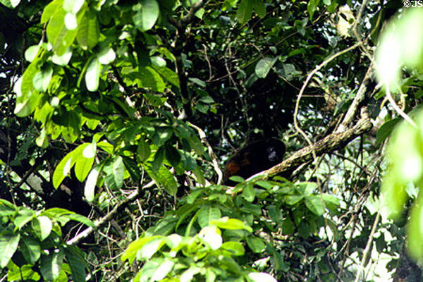 Howler Monkey hiding in the trees in Tortuguero. Costa Rica.